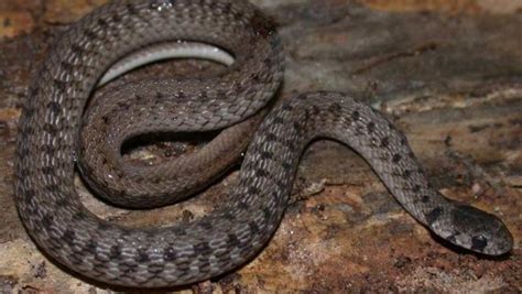 I haven't done a good spider post in a while, and since this is the infinite spider blog i do feel this need to keep up. Do garter snakes have teeth