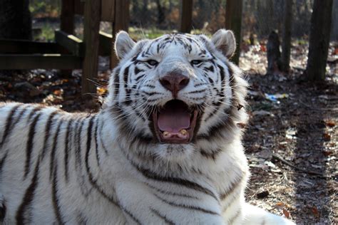 Midsouth Fencers Club Carolina Tiger Rescue