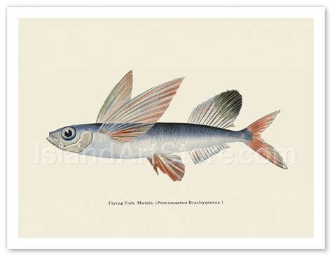 Fine Art Prints And Posters Flying Fish Malolo Waikiki Hawaii