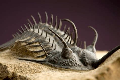 Amazing Trilobyte Fossils
