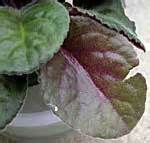 Healthy african violet plants suddenly have leaves turning yellow, and in another pot leaves are wilting and look redish. African Violet Leaf-ID, Violet Leaf Problem, orchids ...