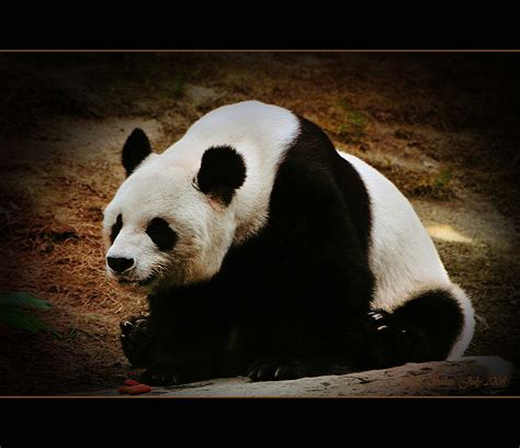 The Great Giant Panda Bear The Great Giant Panda Bear Of O Flickr