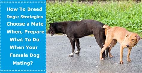 How To Breed Dogs Strategies Choose A Mate When Prepare And What To