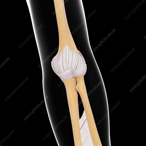Human Arm Bone