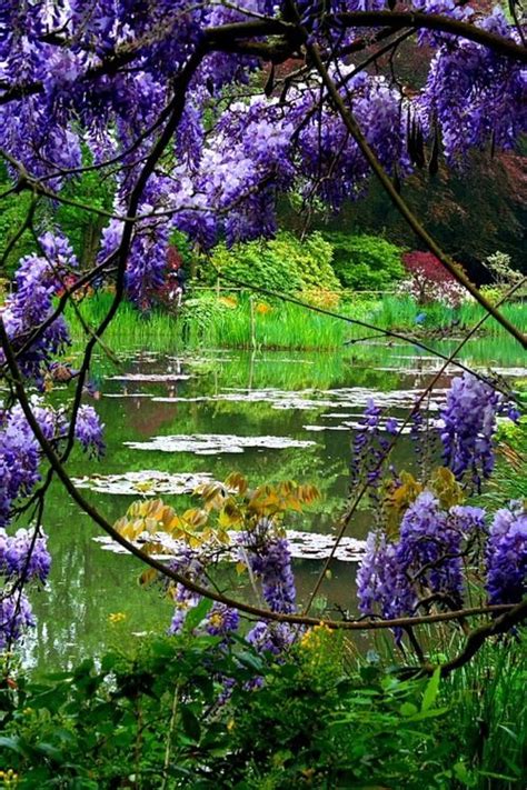 Wisteria Overlooking Pond In Monets Garden Giverny France