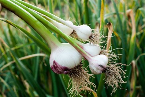 How To Plant And Grow Garlic Van Meuwen