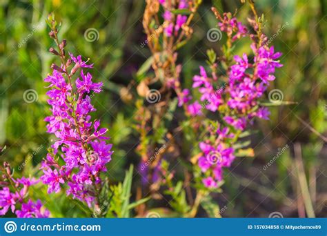 Chamaenerion Angustifolium With Purple Flowers Fireweed Plant Medical
