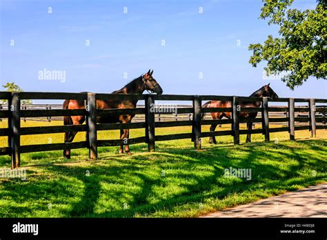 Lexington Kentucky Horse Farm Hi Res Stock Photography And Images Alamy