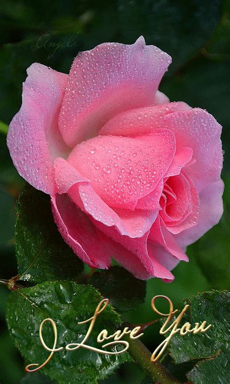 Imagen Relacionada Flowers  Beautiful Rose Flowers Flowers Nature