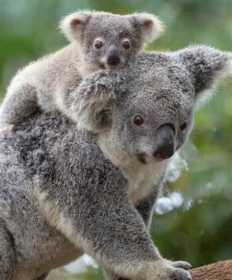 Baby Koala Süß Baby Koala In A Tree Animais Bebês Bebê Coala