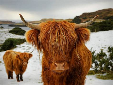 Hamishhighland Cow Animals Beautiful Scottish Highland Cow