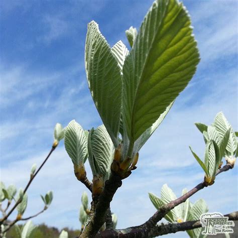 Buy Sorbus Aria Lutescens Tree Whitebeam For Uk Delivery Jacksons