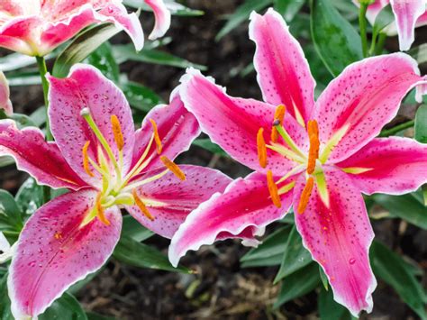 Grow And Care For Stargazer Lilies A Guide For Gardeners