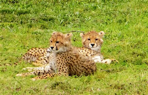 Cheetahs Photograph By Jean Haynes Fine Art America