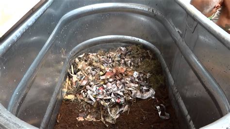 Worm Composting How To Create Your Own Worm Bin Youtube