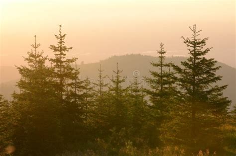 Evergreen Trees At Sunset Mountain Forest Stock Image Image Of
