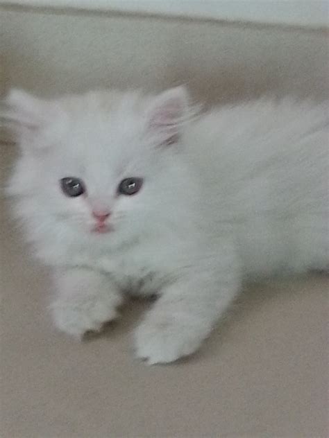 Cats all motors for sale property jobs services community pets. Pets Pakistan - 3 white persian kittens for sale!!