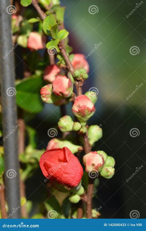 Texas Scarlet Flowering Quince Stock Image Image Of Garden Spring
