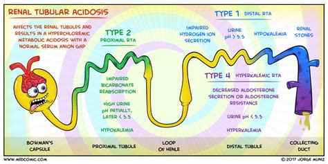 Renal Tubular Acidosis Rta Refers To A Group Of Disorders Affecting