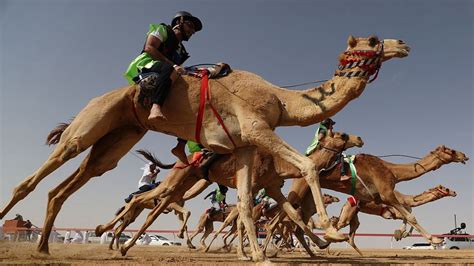 Camel Racing