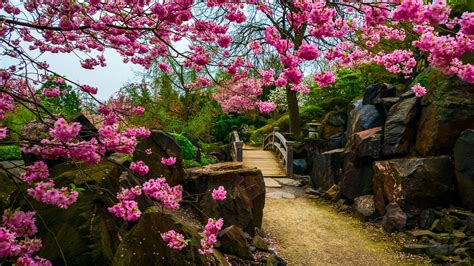 Japanese Garden Bridge Stones Flower Tree Sakura Hd Wallpaper
