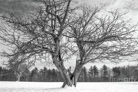 Check spelling or type a new query. Centuries Old Apple Tree In Winter Photograph by Edward ...
