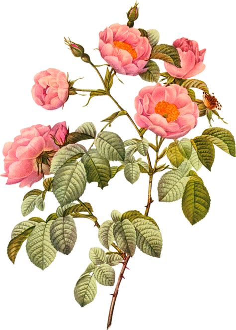 Download Botany Plant Flower Illustration Flowering Botanical Drawing