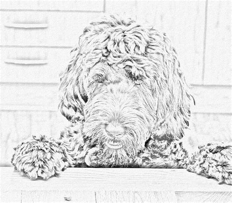 Mini Golden Doodle Coloring Pictures - mini goldendoodle brindle coloring | Mini goldendoodle