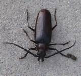 Images of Cockroach Or Beetle