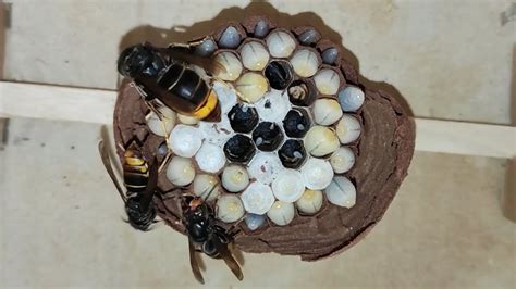 Asian Hornets Nest Removal Vespa Mandarinia Giant Murder Hornet Ground Wasp Nest Youtube