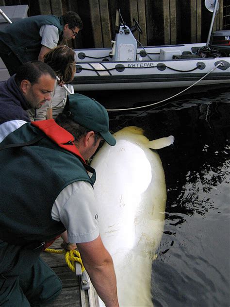 From The Sea To The Lab The Journey Of A Beluga Carcass 33