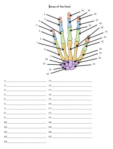 Bones Of The Hand And Wrist Quiz Or Worksheet Amped Up Learning