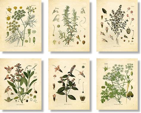 Ink Inc Set Of 6 Herb Botanical Prints Unframed 8x10 Inch Matte