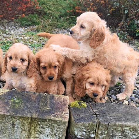 Adorable Cockapoo Puppies FOR SALE ADOPTION From London England