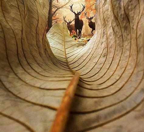 Wow Deer Through A Curled Leaf Fine Art Photo Nature Photography