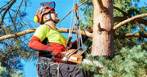 Reasons You Should Hire a Tree Removal Service