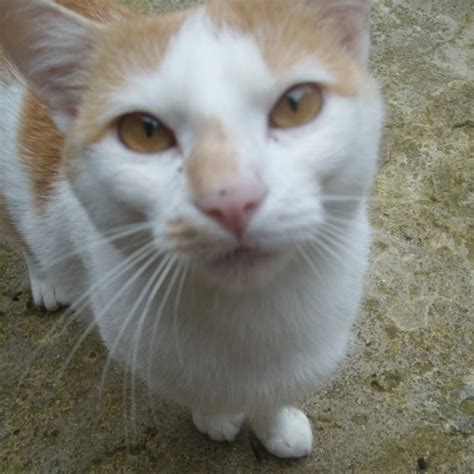 Lost Cat Ginger And White Cat Called Mayo Oxford Area Oxfordshire