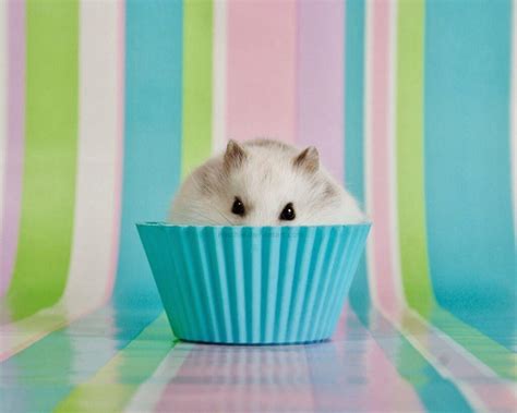 32 Wallpapers In Hamster Category