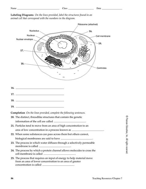 Cell Structure And Function Worksheet