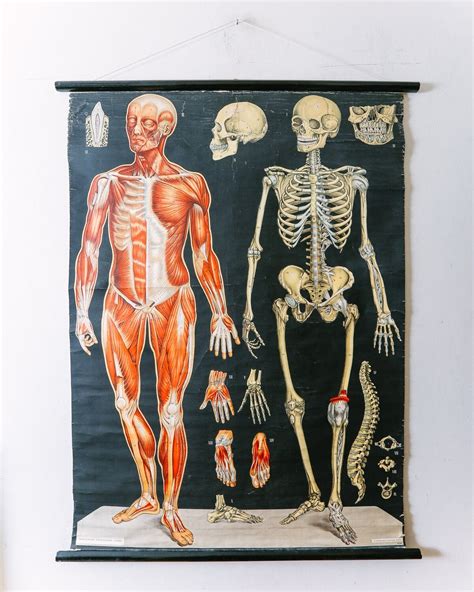 Original ANATOMICAL Vintage Antique German Educational Babe Wall Chart MUSCULATURE MUSCLES