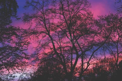Tree Silhouette Against Beautiful Sunset Stock Photo Image Of Forest