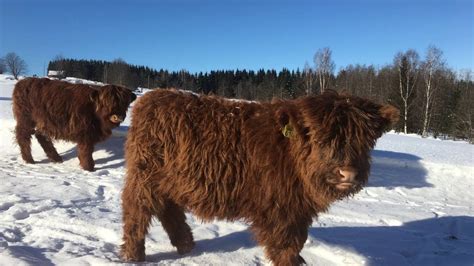 Scottish Highland Cattle In Finland Fluffy Calves On A Beautiful