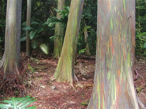 Rainbow Eucalyptus The Stunning Colorful Tree That Looks Like Art