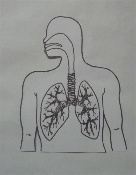 Como Hacer Una Maqueta Del Sistema Respiratorio FÁcil 🥇