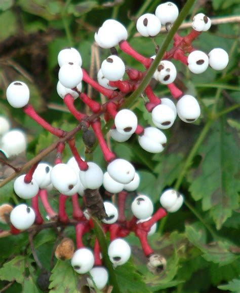 A B Actaea Actaea Pachypoda The Beth Chatto Gardens