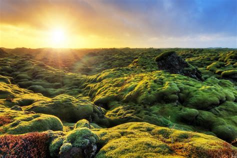 Iceland Moss Covered Lava Fields