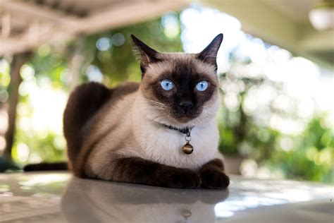 Chocolate Point Siamese Cats 2023 I 11 Things You Need To Know I