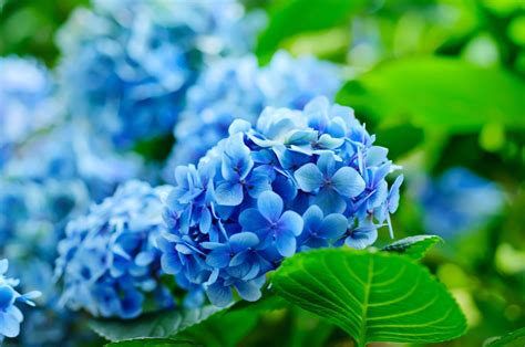 Blue Hydrangeas How To Change The Flower Colour Plantura