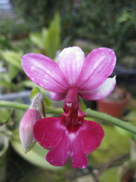 The first step in planting orchids is to choose a plant, and choose wisely. Need some help in identifying this terrestrial orchid plant.