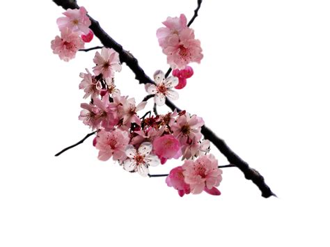 Collection Of Sakura Flower Png Hd Pluspng